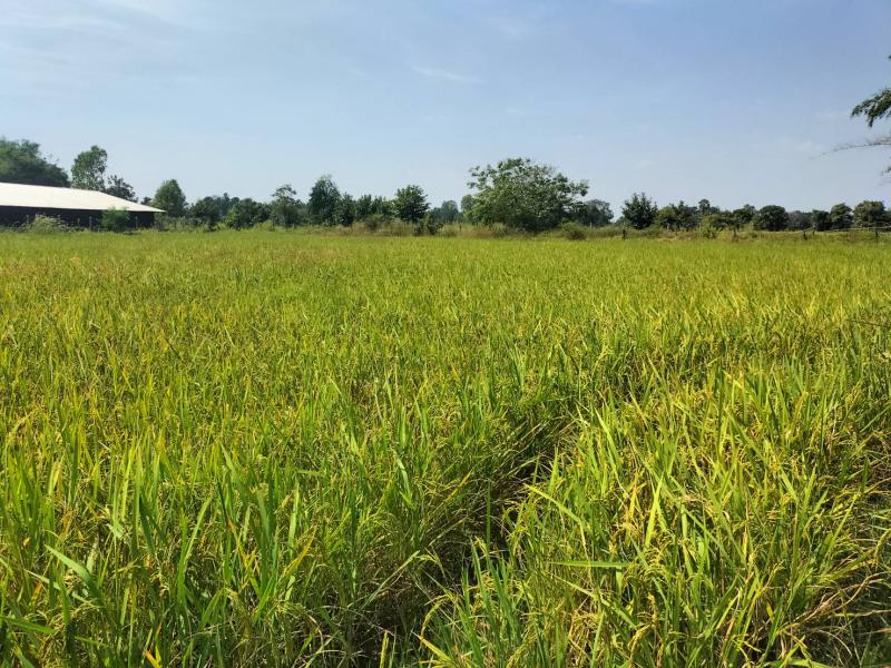 ที่ดิน 19200000 ขอนแก่น บ้านไผ่ บ้านไผ่